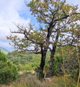 photo arbre eliane